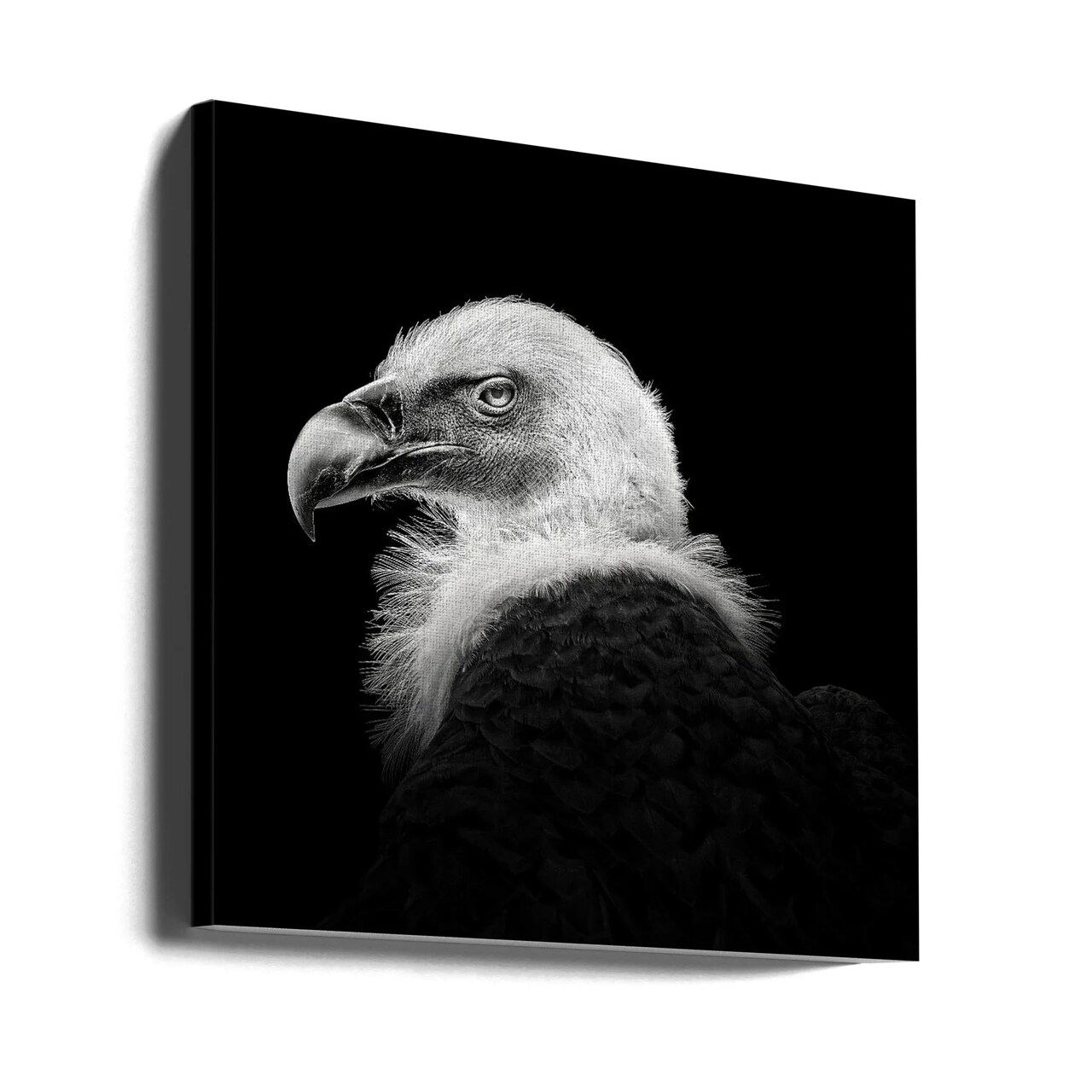 Eurasian Griffon #7 Square 24x24 Canvas - Corporate Office Art